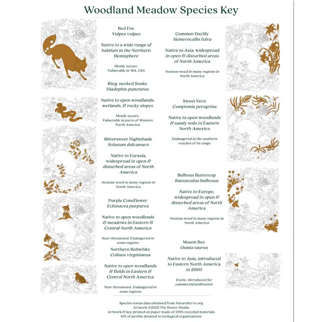 Woodland Meadow Print
