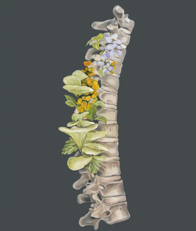 Floral Thoracic Spine Anatomy + Print