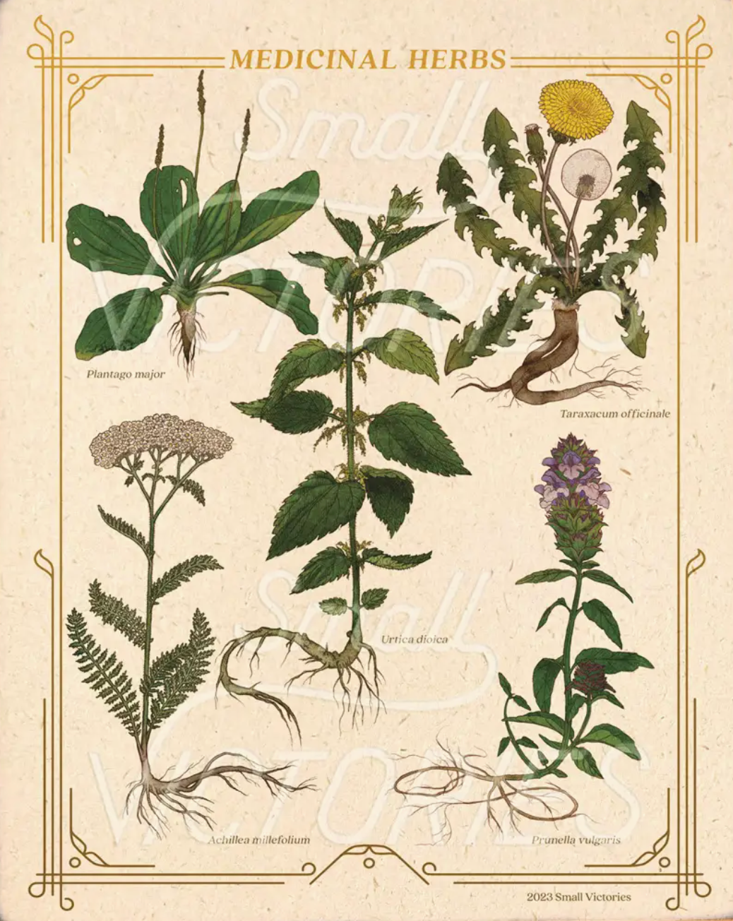 Medicinal Herbs + Print