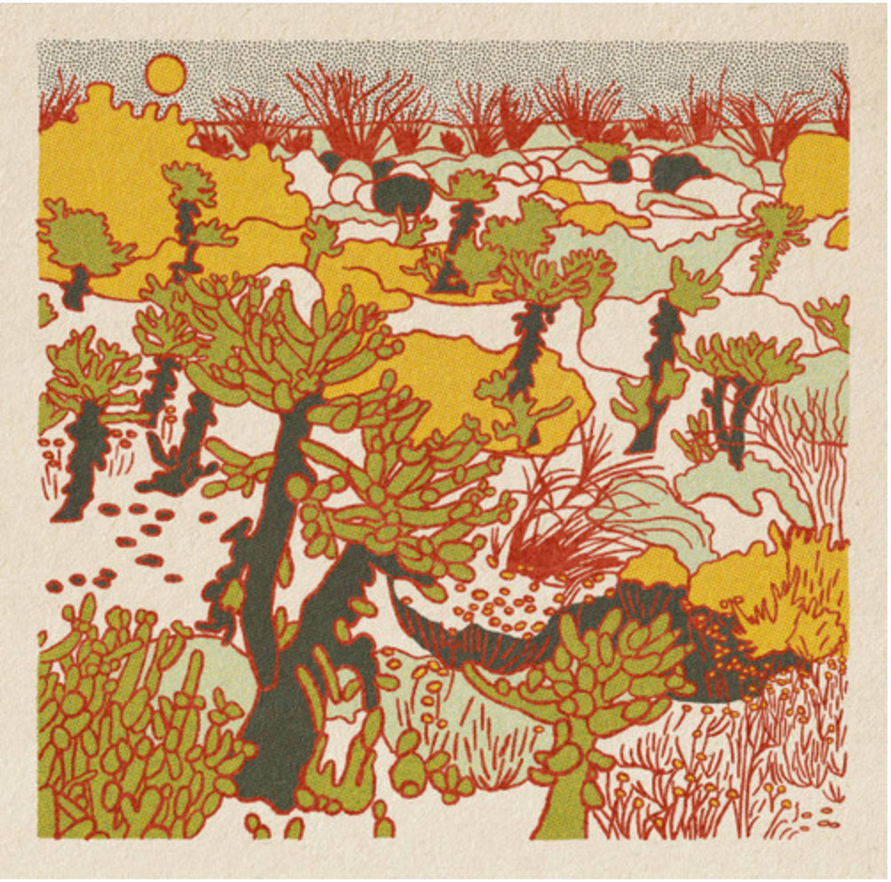 Desert Scene Postcards - Set of 12