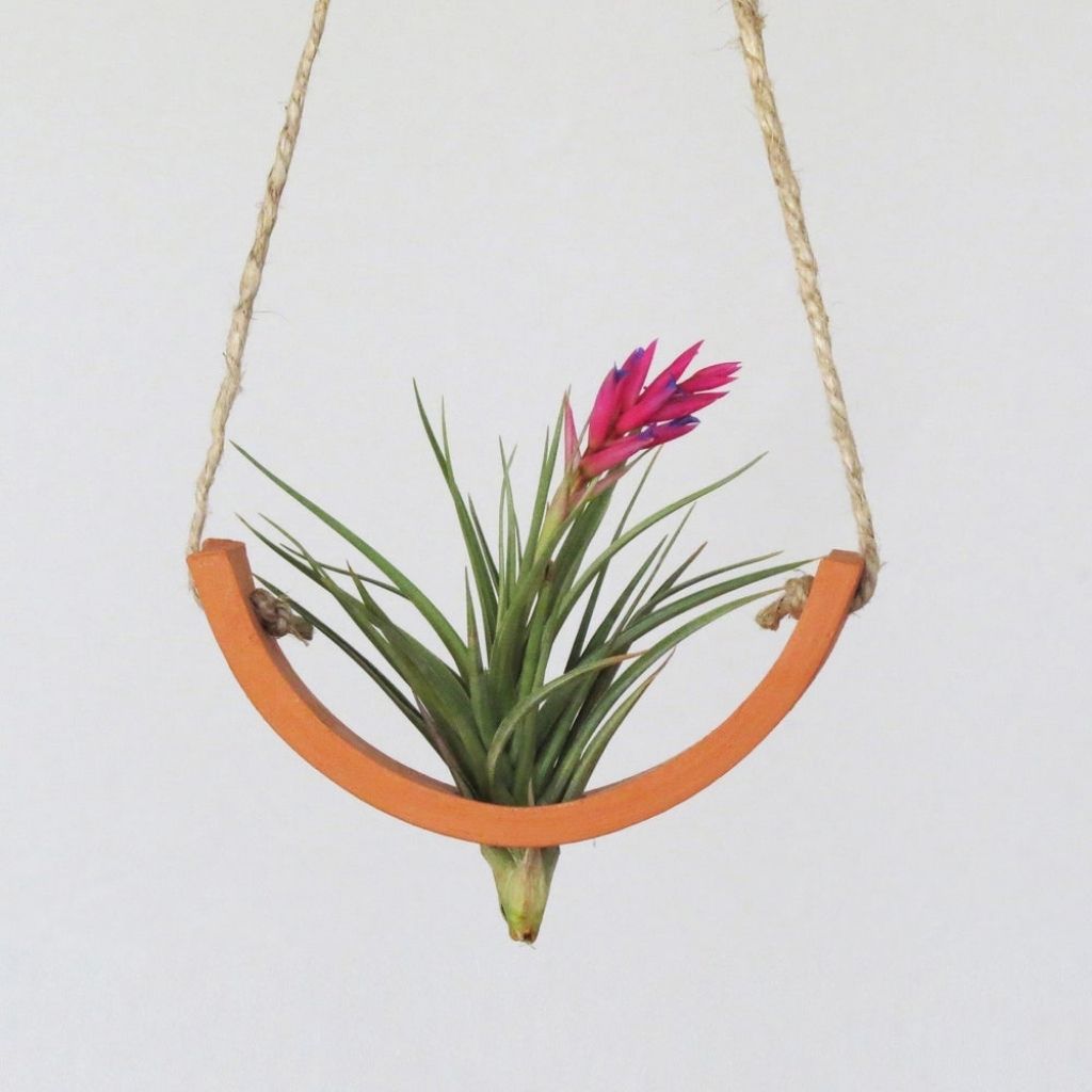 Hanging Ceramic Air Plant Cradle + Terracotta + Small