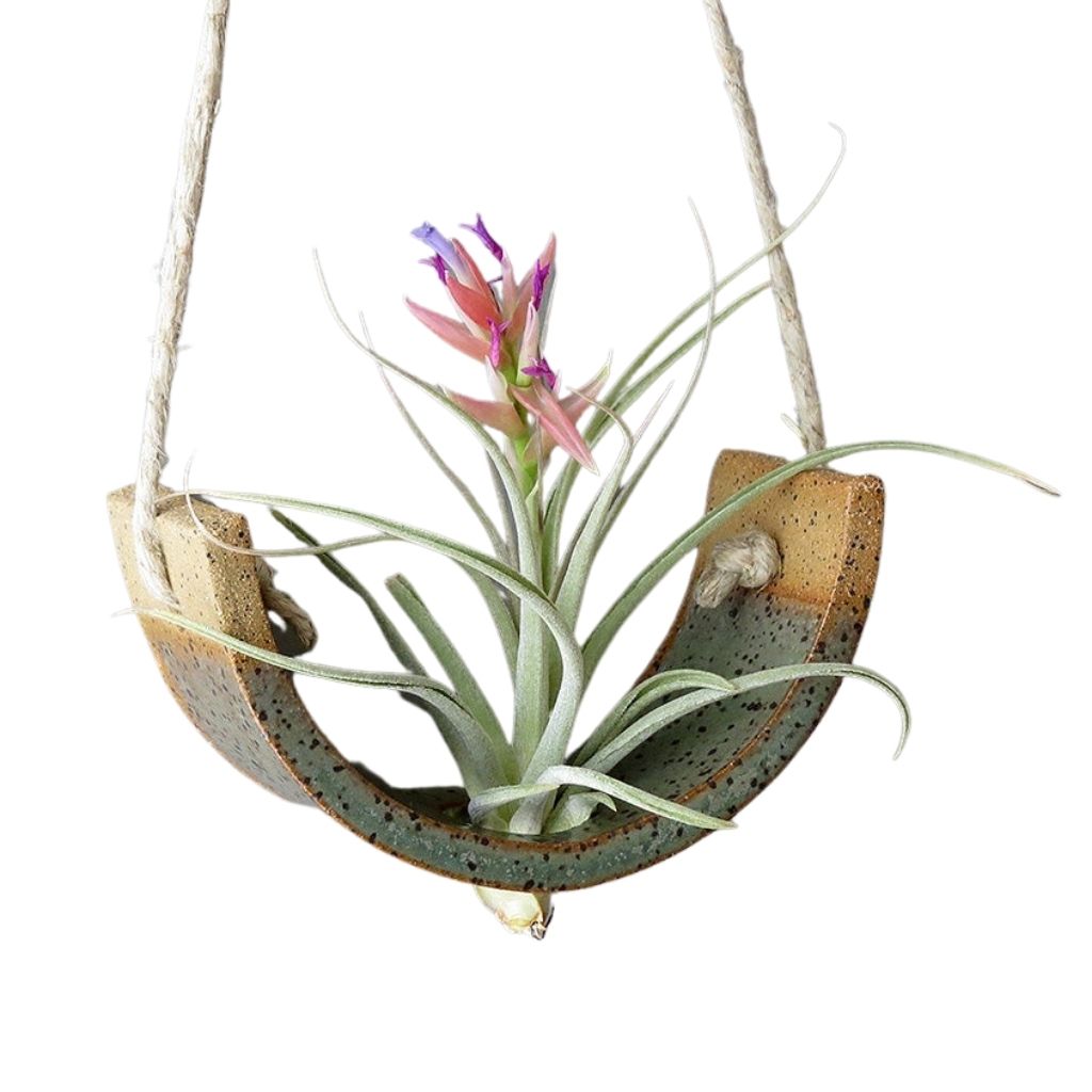 Hanging Air Plant Cradle + Green + Small