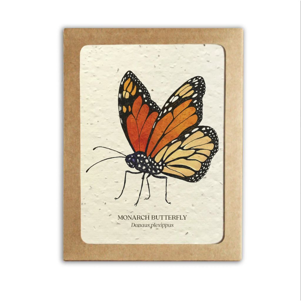 Insect Card Set