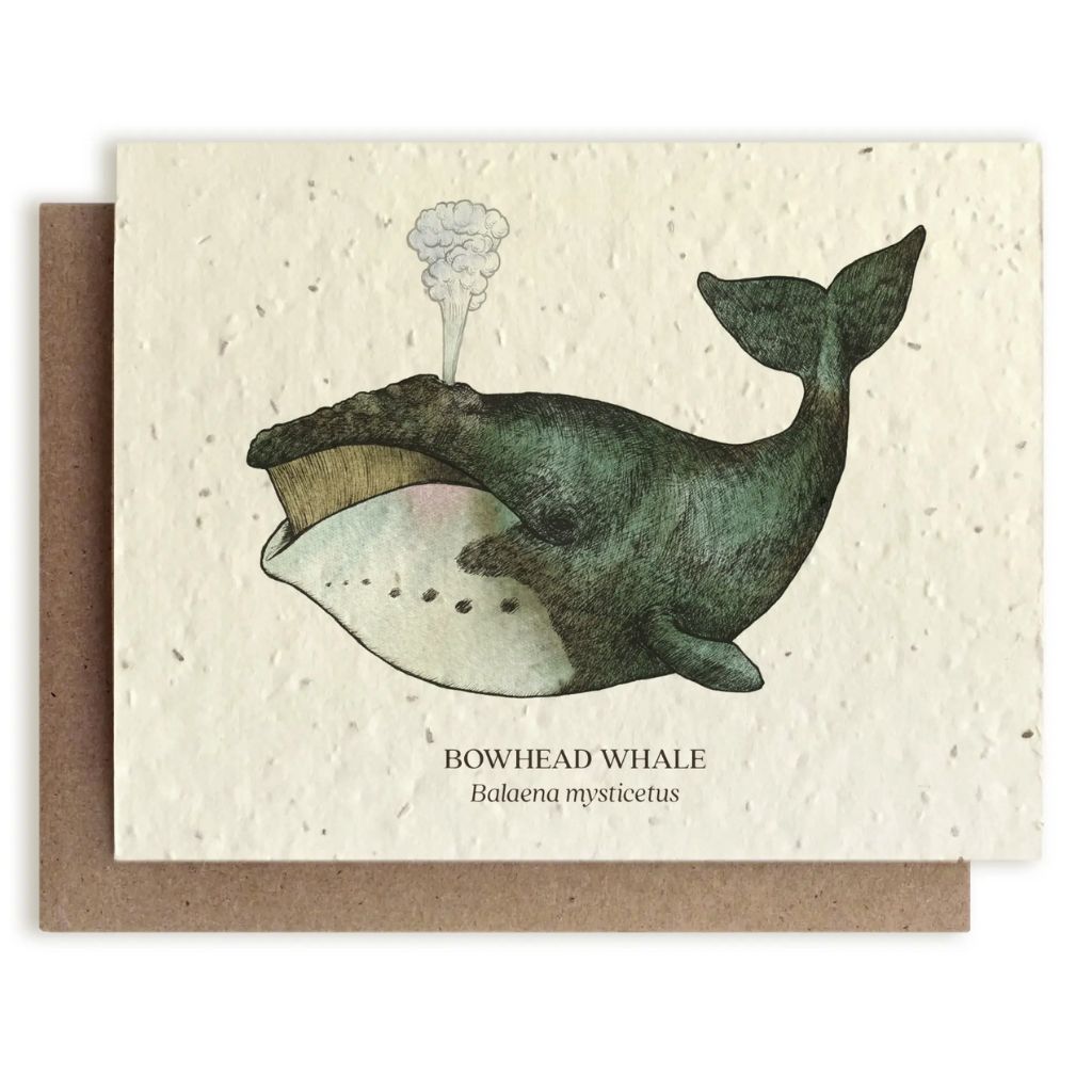 Bowhead Whale Card