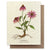 Echinacea Card