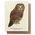 Saw-Whet Owl Card