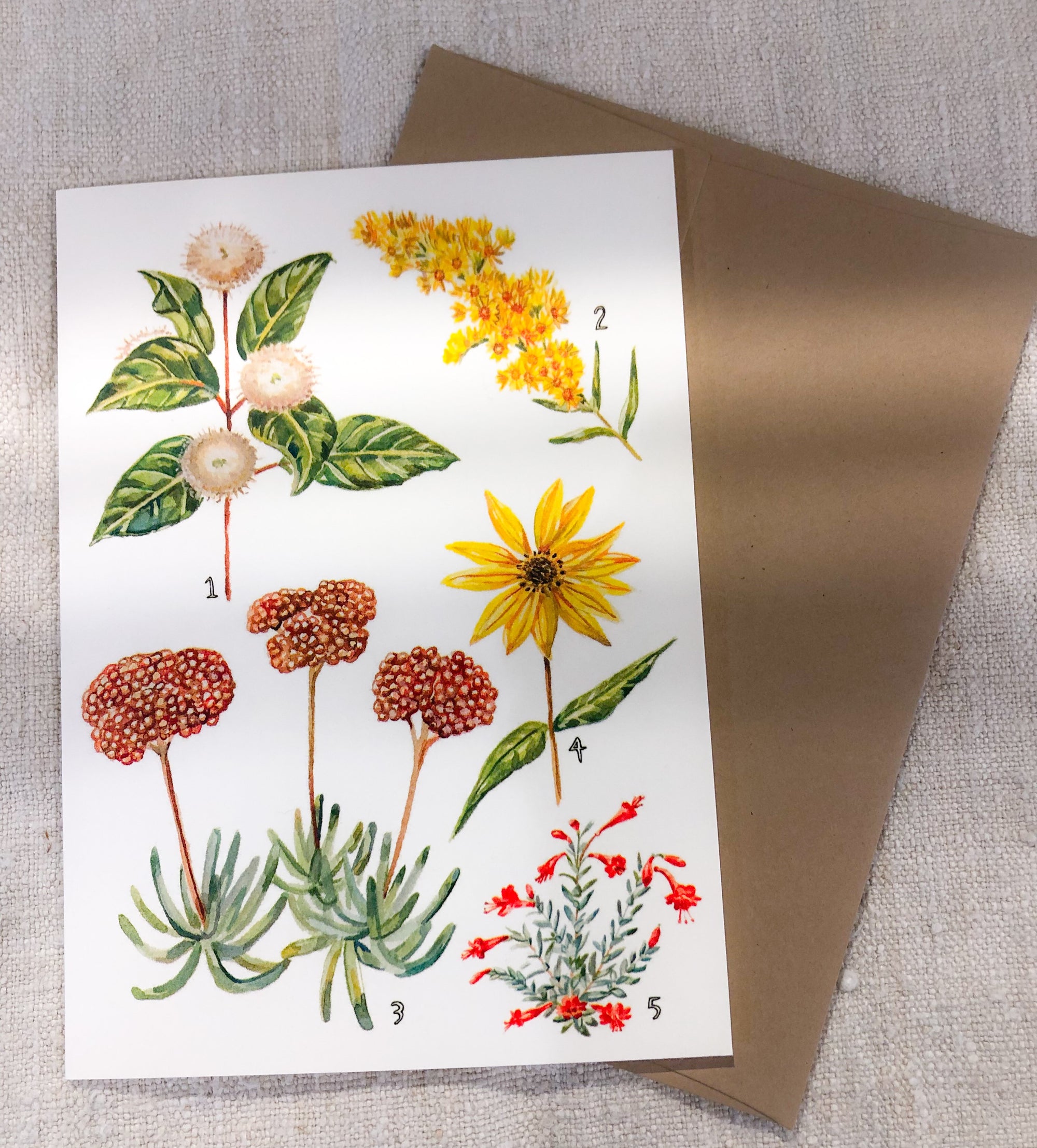 California Native Plants Card + Autumn