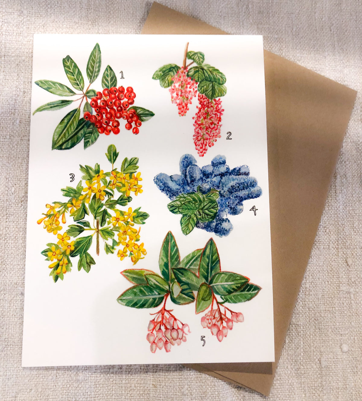 California Native Plants Card + Winter